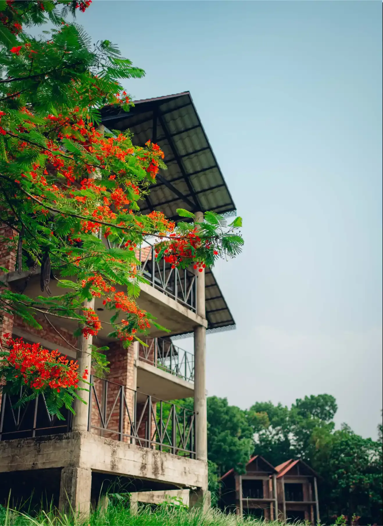 Flame tree beside the hotel wing
