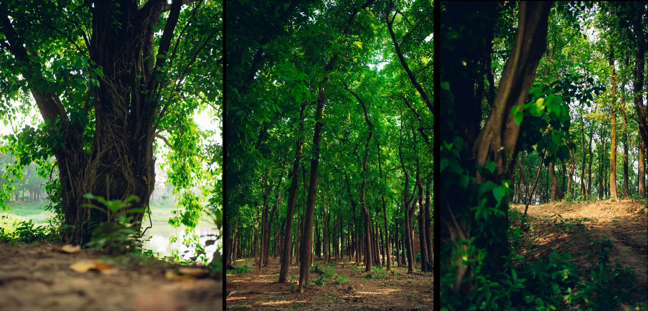 Forest canopy across the grounds